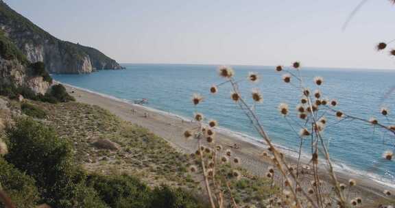 干蓟，海滩，海，海岸