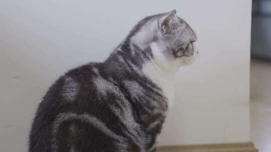 墙角一只生气的宠物猫视频素材模板下载
