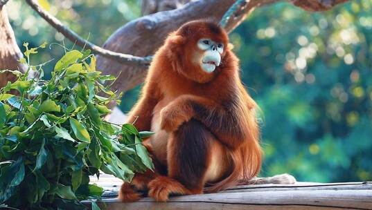 可爱动物金丝猴吃树叶高清近景实拍