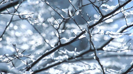 降雪后的树枝特写镜头