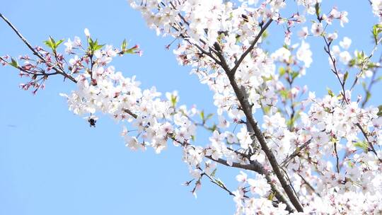 四月春日蜜蜂花