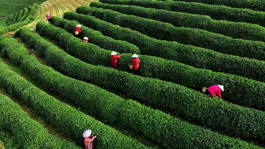 茶田茶树茶农采茶采摘茶叶