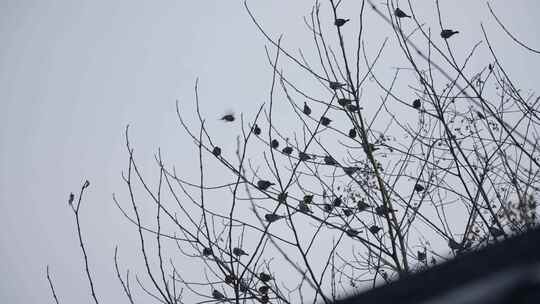 落在树枝上的一群麻雀