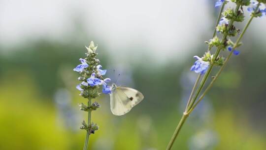 花朵上的白蝴蝶