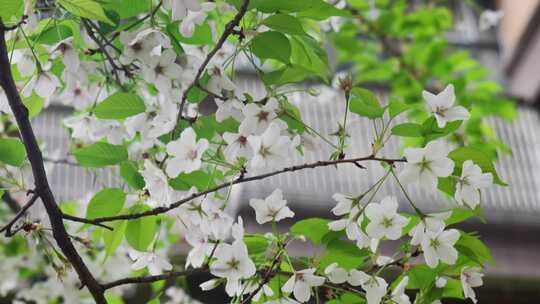 白色的樱花花朵美景景色自然风景自然风光