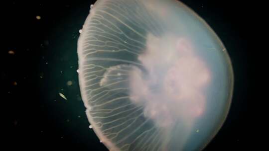 海底发光水母视频素材模板下载