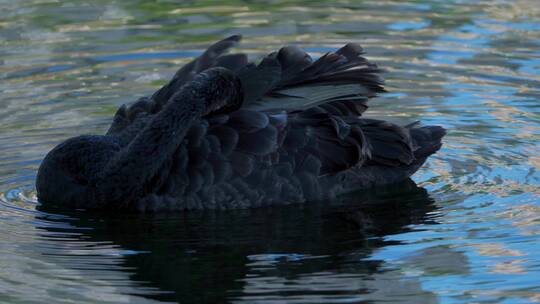 广州流花湖公园黑天鹅鸟类野生动物