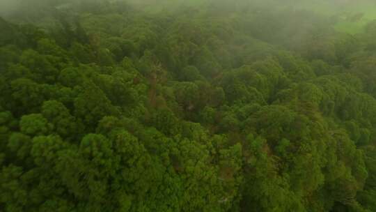 森林，山脉，树木，道路