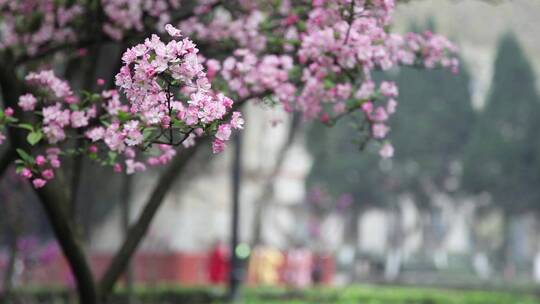 垂丝海棠、海棠、春、花 (5)