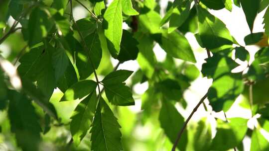 4K夏天绿色植物空镜夏季意境实拍视频