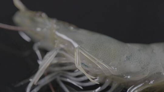 鲜活海虾影棚实拍LOG