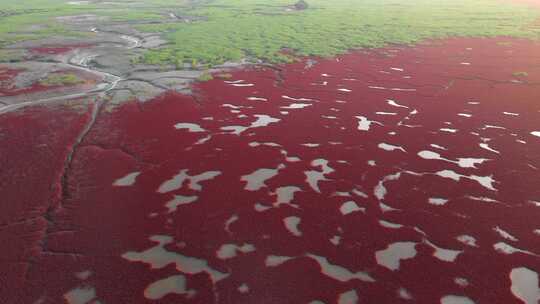 辽宁盘锦红海滩湿地