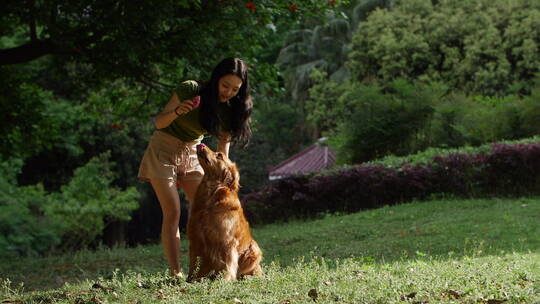 夏天公园里美女训练宠物狗金毛犬跳跃