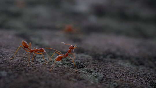 蚂蚁土壤