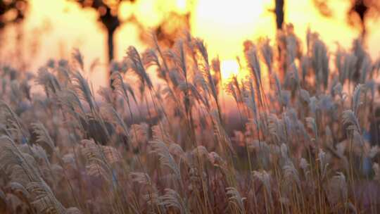 夕阳芦苇随风飘荡慢镜头