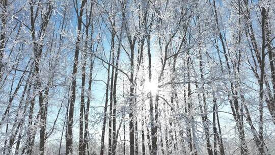 杨树林树枝树挂冬日阳光雾凇雪霁