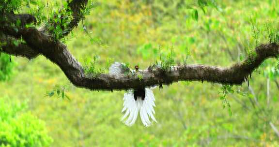 雄鸟白鹇森林振翅飞翔犹如林中仙子腾云驾雾