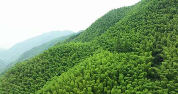 浙江湖州安吉竹海竹林竹山航拍