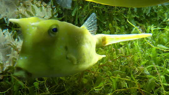 海底世界 水草 牛角鱼