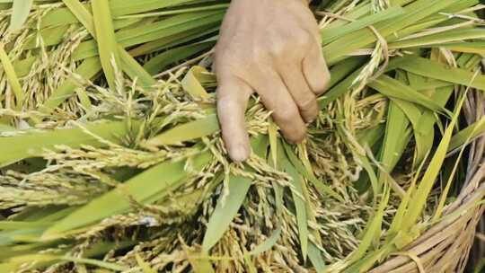 农民收割水稻 唯美乡村场景