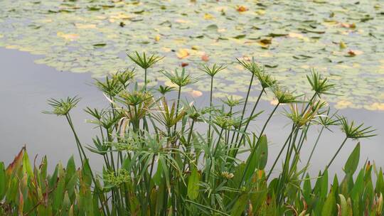 湖边水草风吹芦苇大河江河江边湖泊湖畔岸边