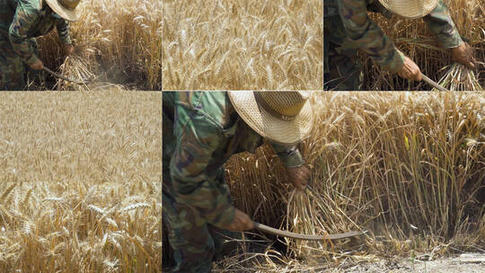 金色麦浪大丰收麦穗收麦子视频素材模板下载