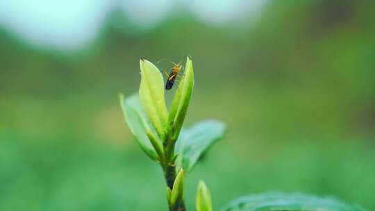 白茶虫子茶叶特写绿茶特写