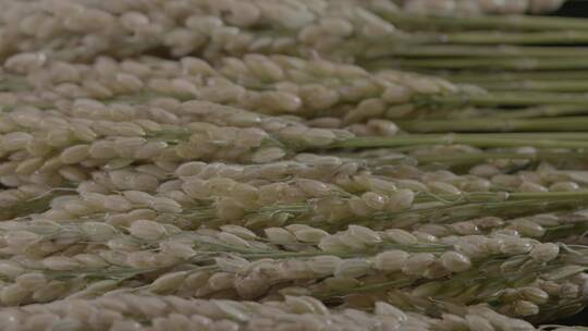 水稻稻米影棚旋转拍摄LOG视频素材视频素材模板下载