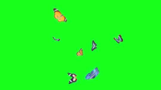 蝴蝶飞舞绿幕场景