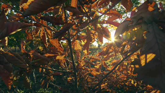 秋季森林树叶阳光