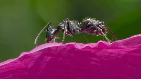 微观秘境：芍药花瓣上的弓背蚂蚁世界