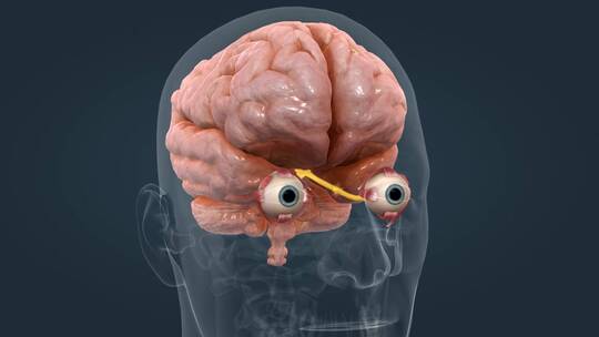 人眼 眼睛 眼球 感觉器官 视觉系统三维动画
