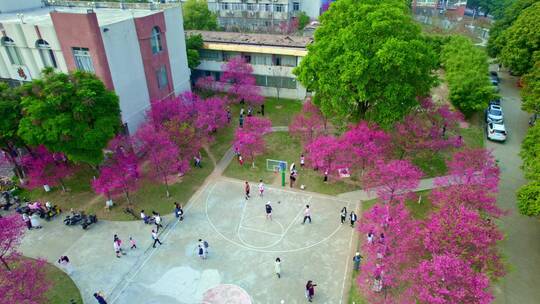 华农樱花季节校园景色航拍