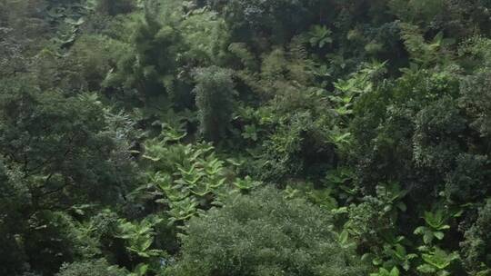 高清航拍四川乐山桫椤大峡谷森林自然风光视频素材模板下载