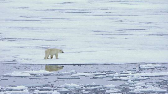 北极熊在冰上行走