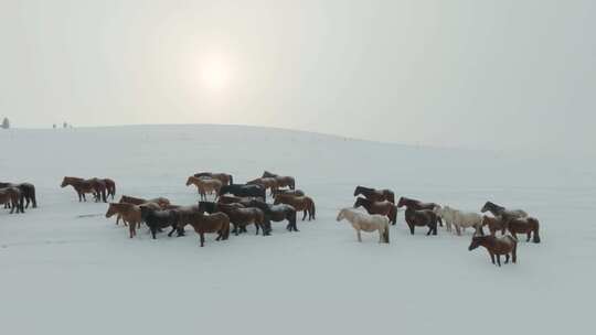 雪原上的蒙古马