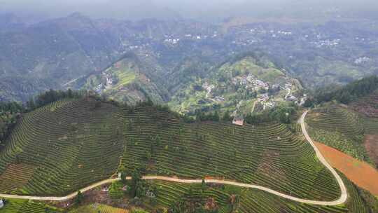 大山里的绿色茶园美景景色航拍