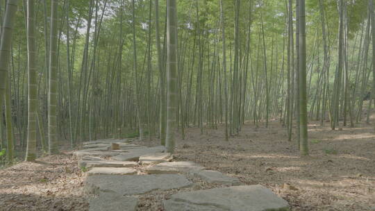 阳光下竹林里的小路