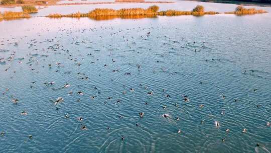 淮河湿地候鸟风光4K