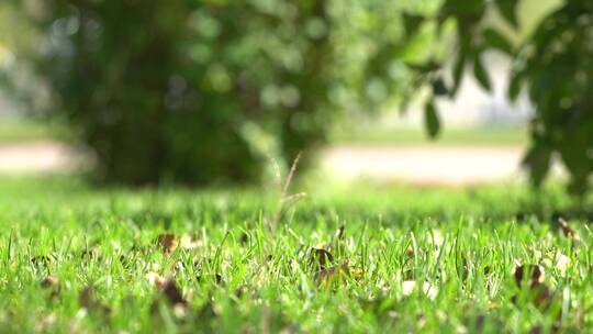 低视角夏季风吹绿色草坪草地摆动