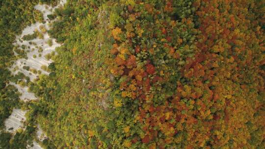 航拍秋天的森林