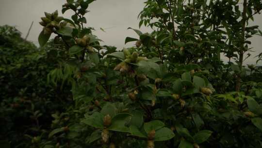 山茶树山茶果宣传片素材