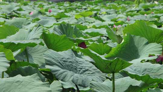 山东省荣成市大疃镇荷花苑夏季风光