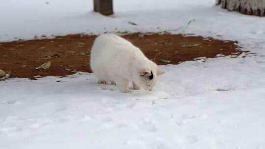 冬季流浪猫白猫在户外看水滴落下