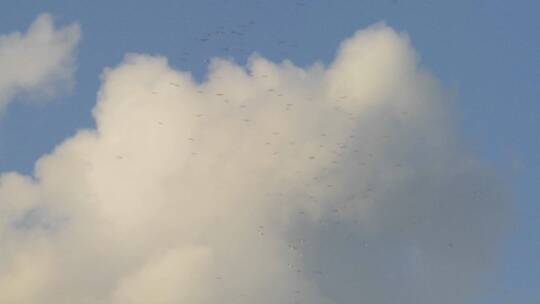 成群结队的鸟在空中飞翔