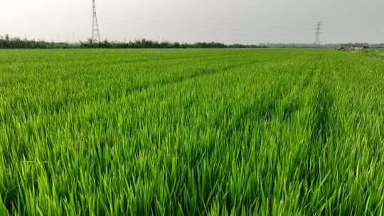 水稻田 大片农田 乡村振兴 现代农业