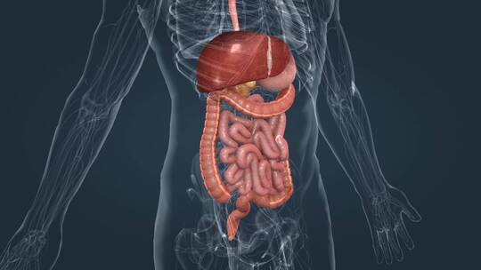 消化系统 咽 食管 肝 胃 胰腺 肠道