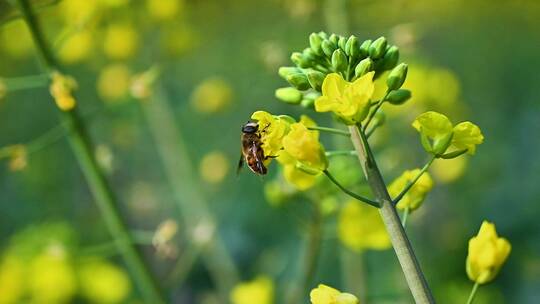 黄色油菜花田与采蜜蜜蜂