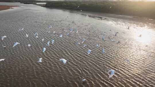 湛江乐民港红树林白鹭滩涂湿地保护区航拍