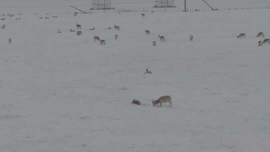 冬天雪地里来了野生黄羊